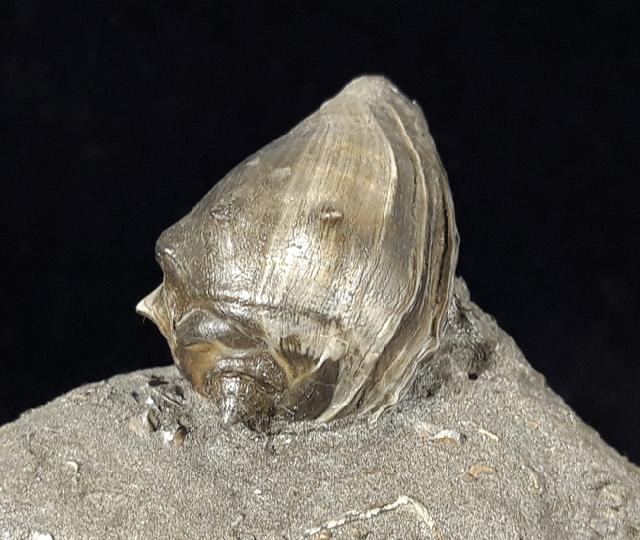 Athleta ficulina rarispina (LAMARCK 1811) - Bild © FossNet FossilienStore